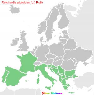 Reichardia picroides (L.) Roth